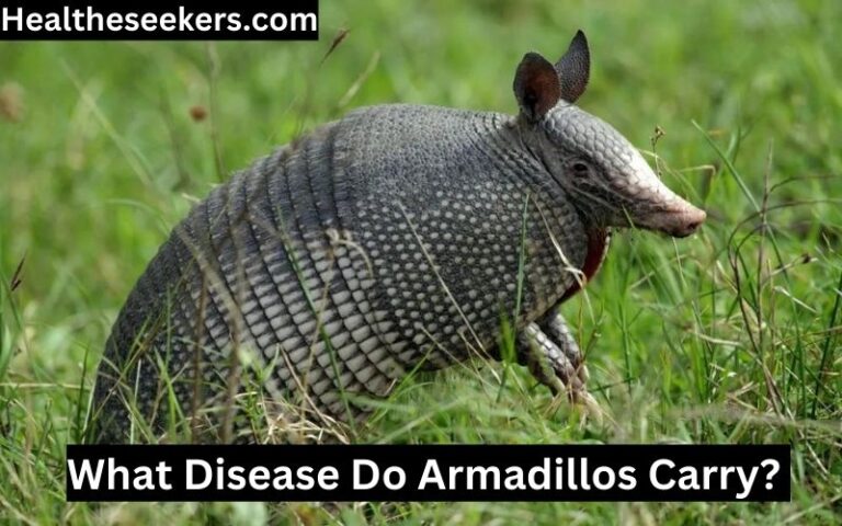 what disease do armadillos carry